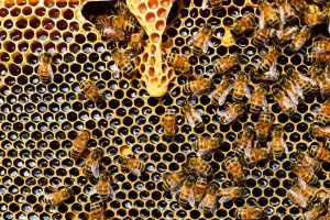 dzikie pszczoły