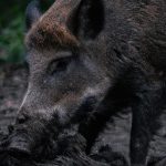 Co jedzą dziki?