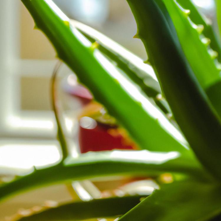 Jak rozpoznać aloes leczniczy?