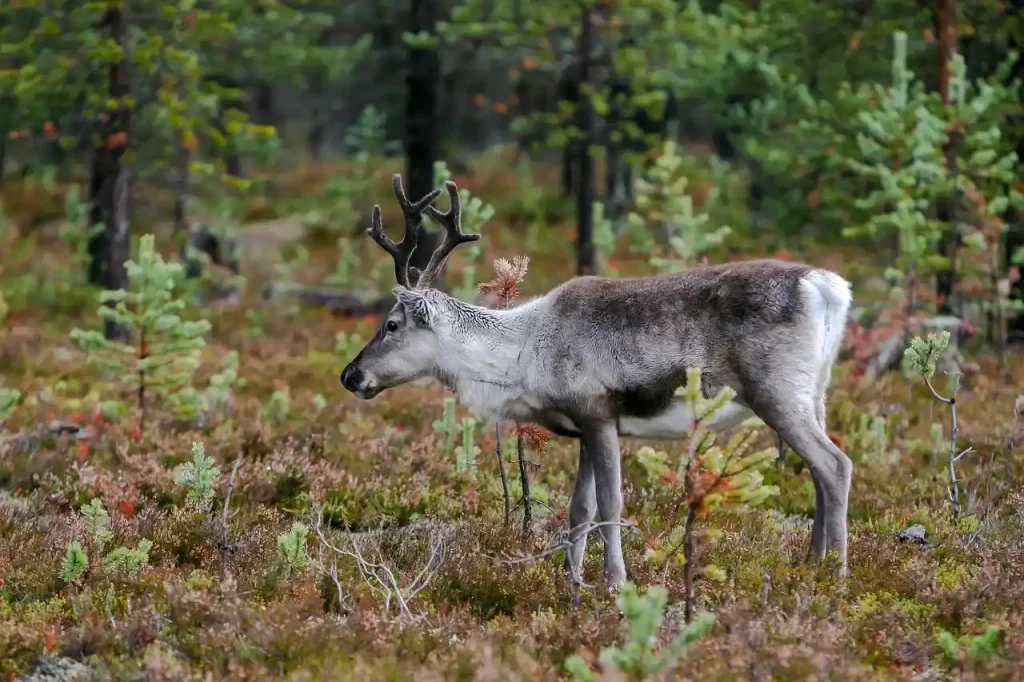 gdzie występuje tundra - co to jest tundra